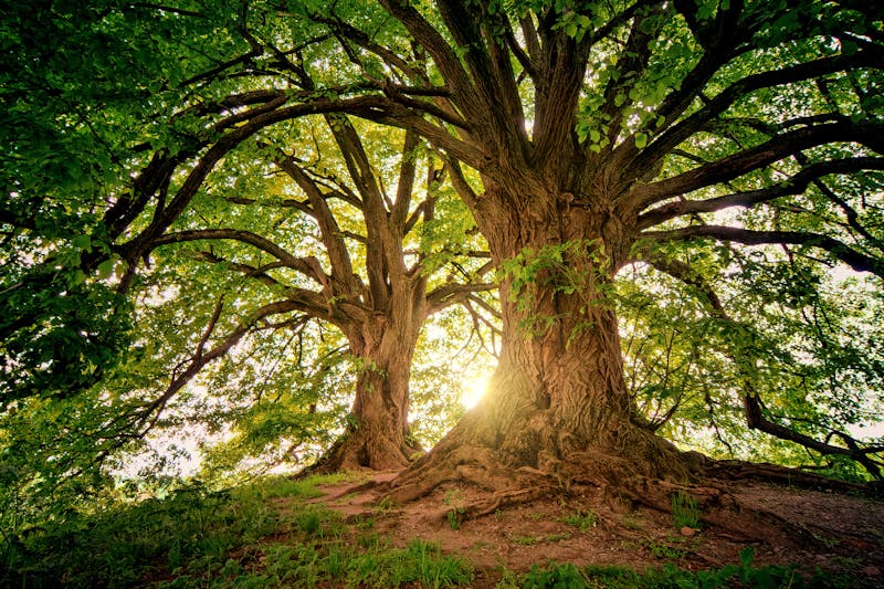 Nature Scene Puzzle